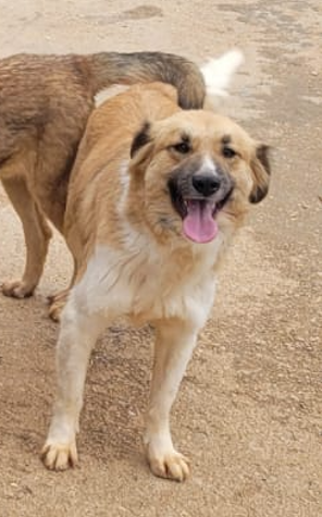 Axel